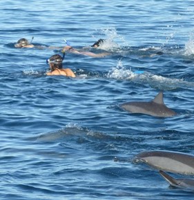 private boat trip mauritius Activités-dauphins01