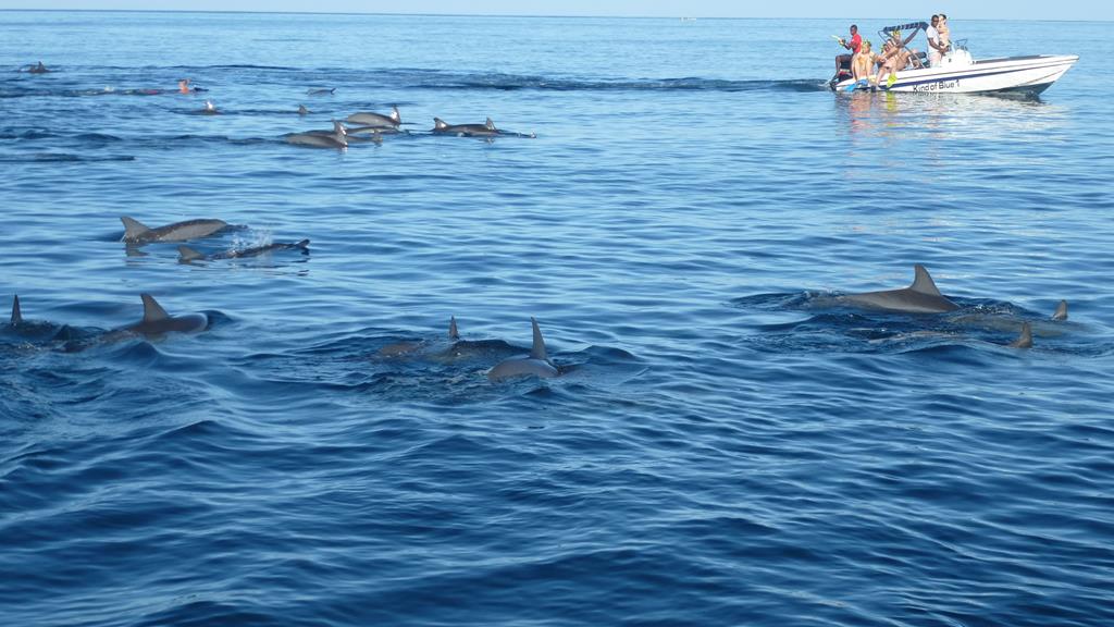 Activités-dauphins03