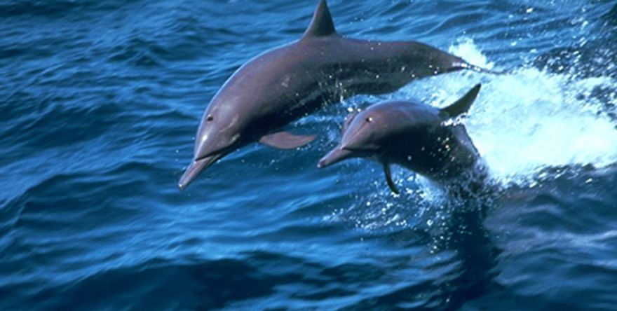 Nager avec les dauphins : un rêve d’enfant ?