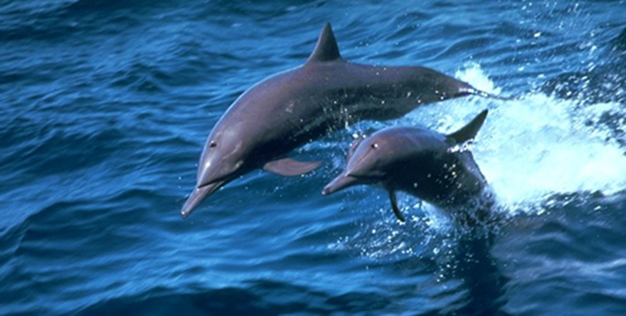Activité Oazure - Nage avec les dauphins