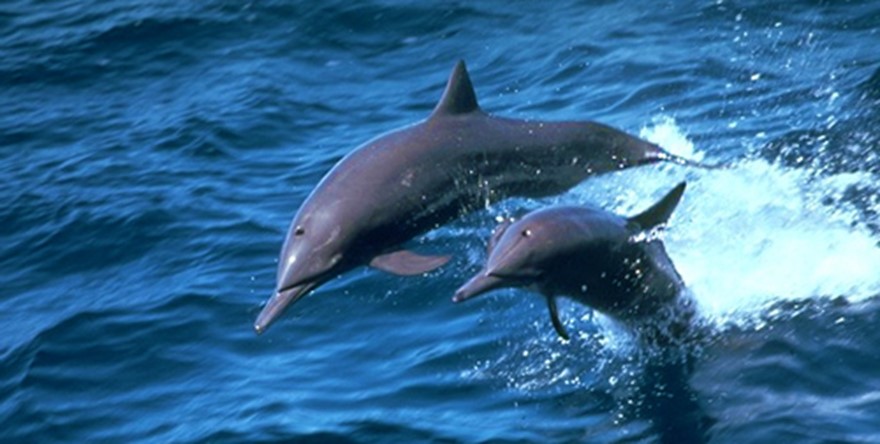 Schwimmen mit Delfinen: ein Kindheitstraum?