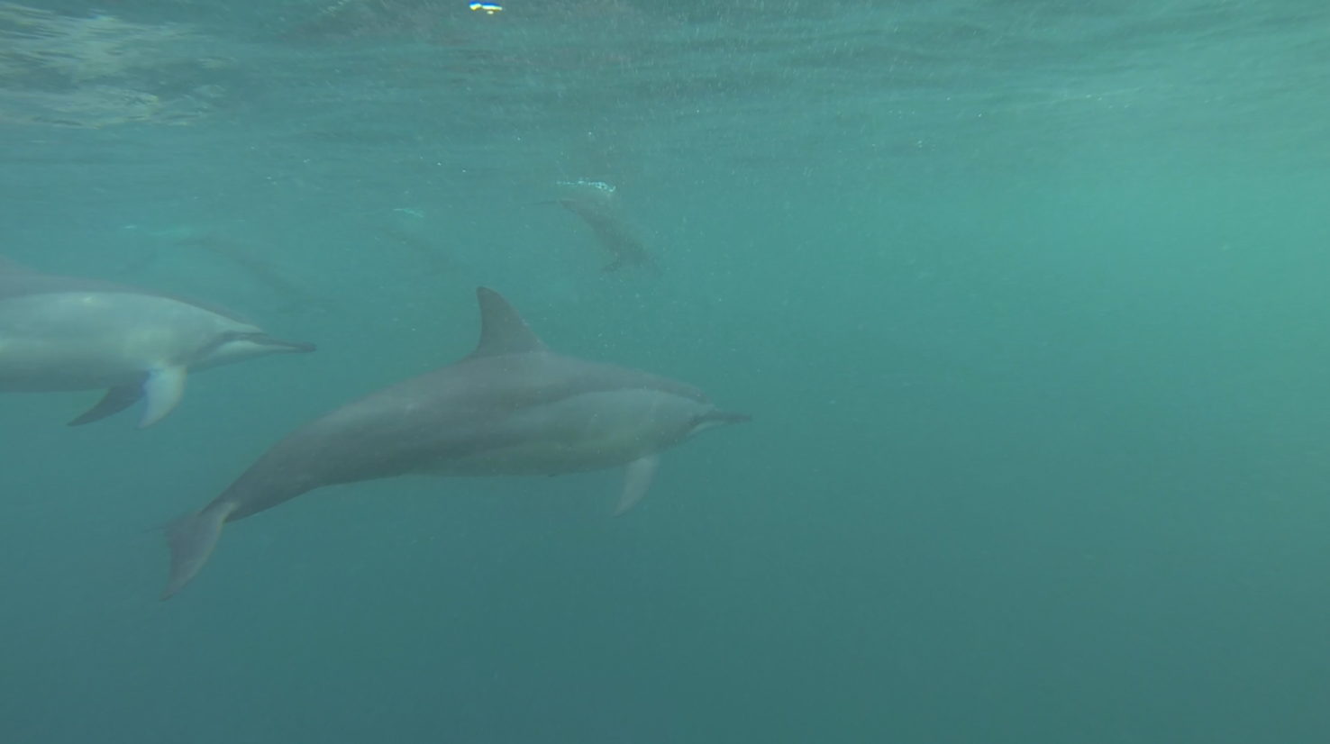 Oazure Activities : Swimming with dolphins