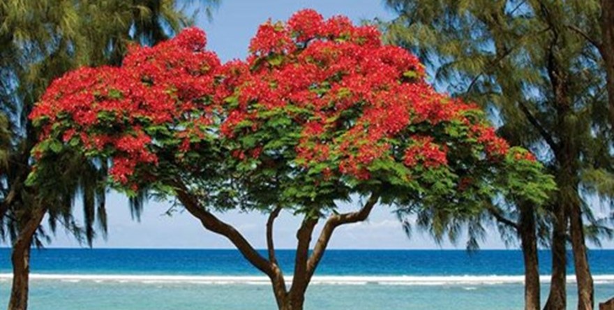 Der Flamboyant - das Wahrzeichen von Mauritius zur Weihnachtszeit !