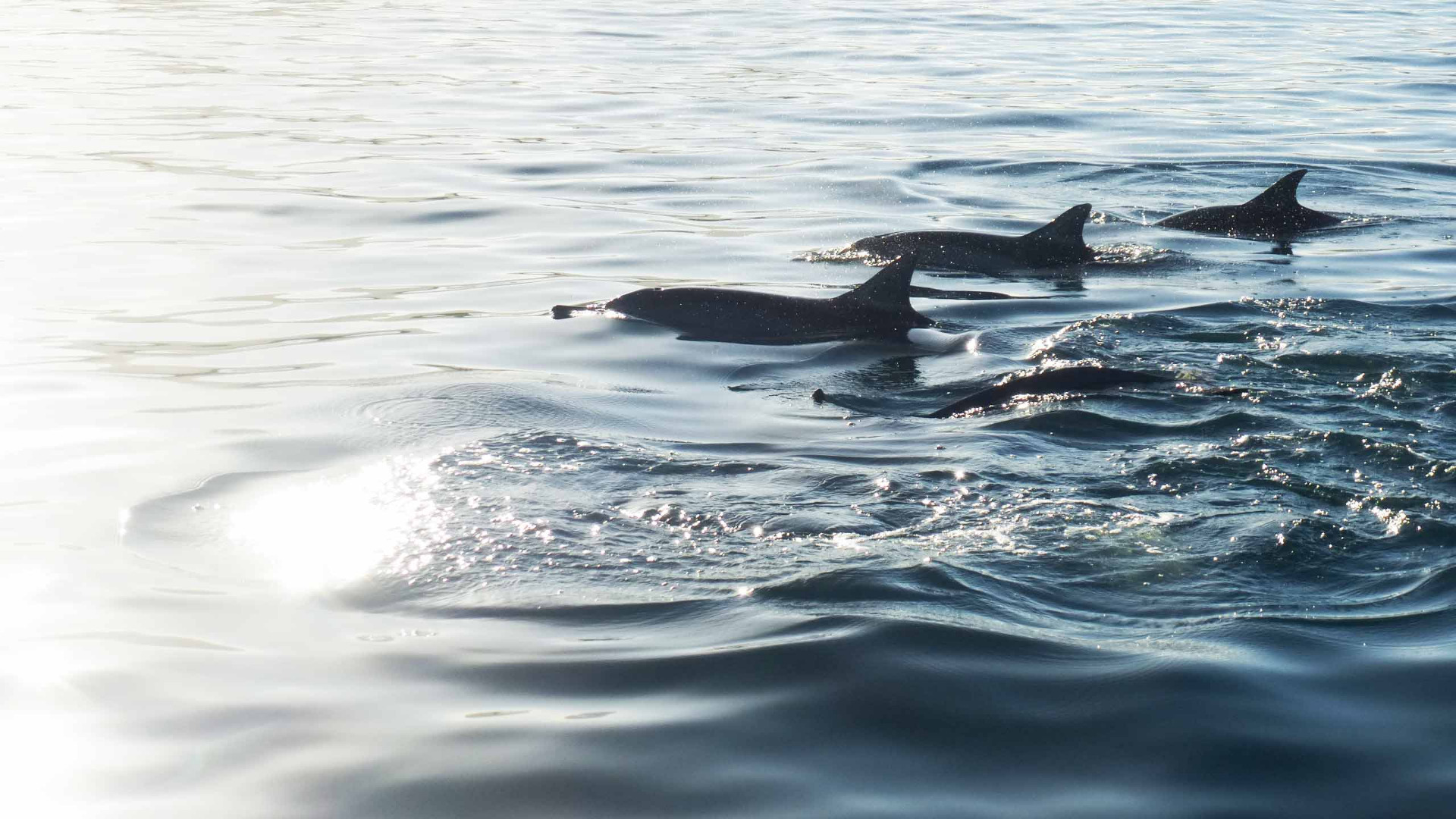 vacances-coteouest-ile-maurice06