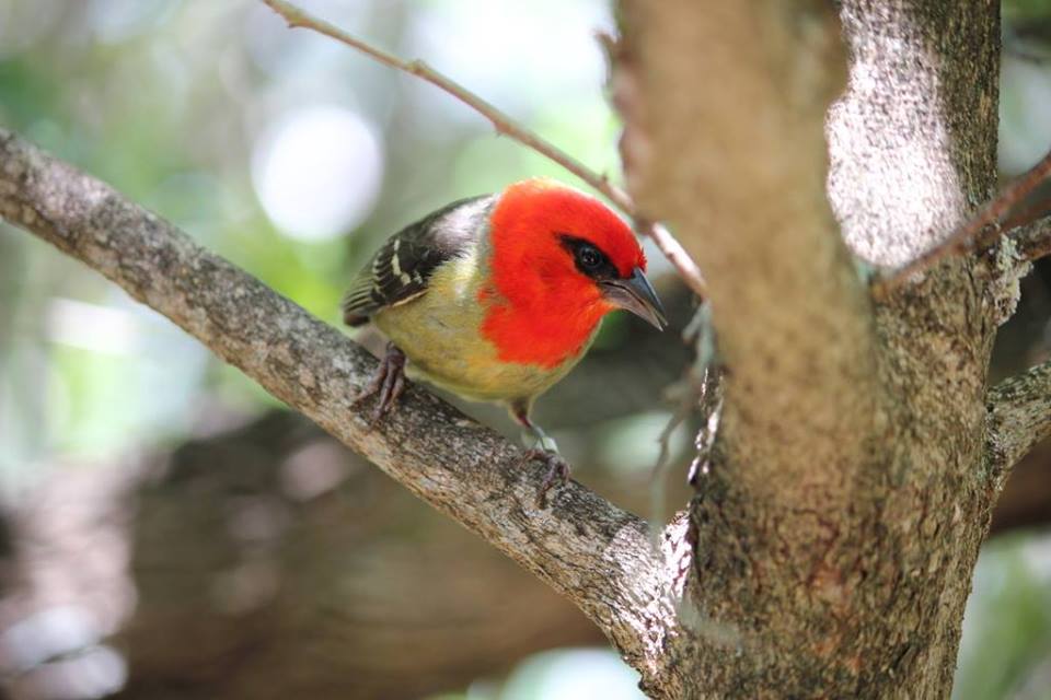vacances-pigeonsdesmares-ilemaurice06