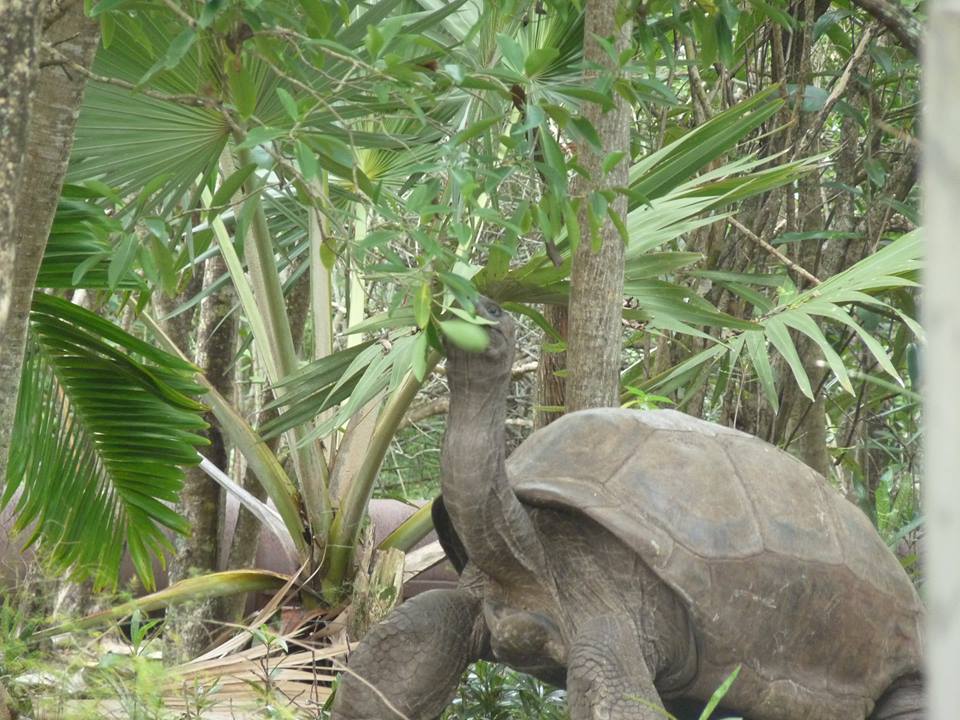 vacances-pigeonsdesmarees-ilemaurice07