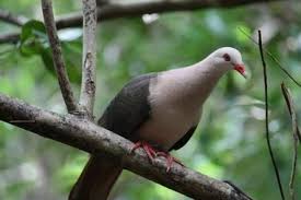 vacances-pigeonsdesmares-ilemaurice03