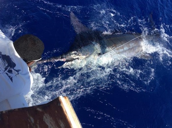 La pêche au gros, un sport de renommée internationale à Maurice