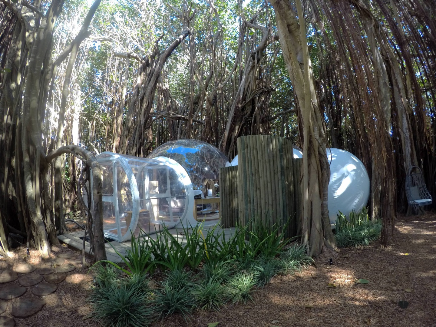 Banyan 5 BANYAN TREE 2-min.JPG