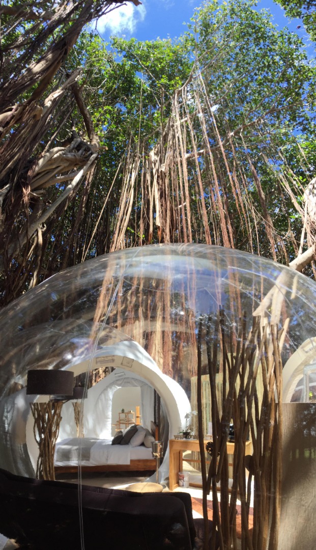 Banyan 17 Vue vers le ciel-min.JPG