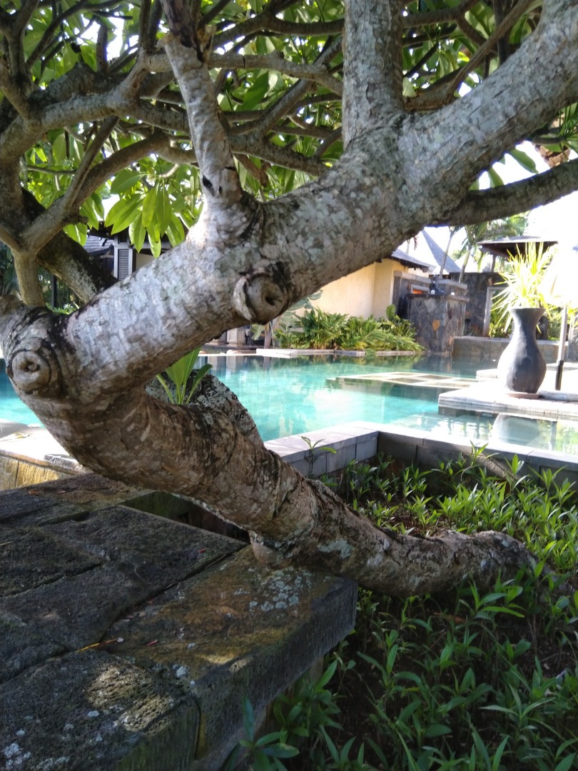 Villa Flowers of Paradise