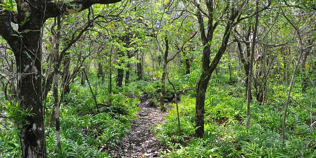 birdwatching-hike-at-ebony-forest (7).jpg