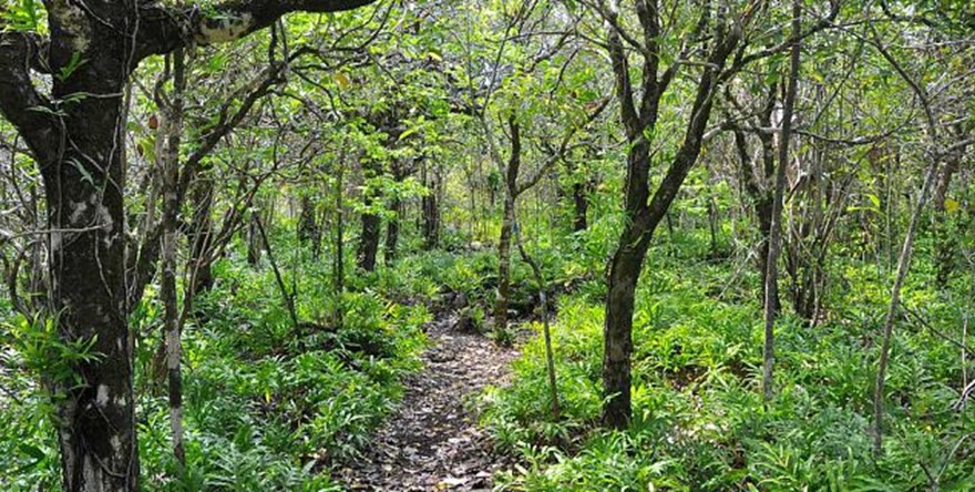 birdwatching-hike-at-ebony-forest (7).jpg