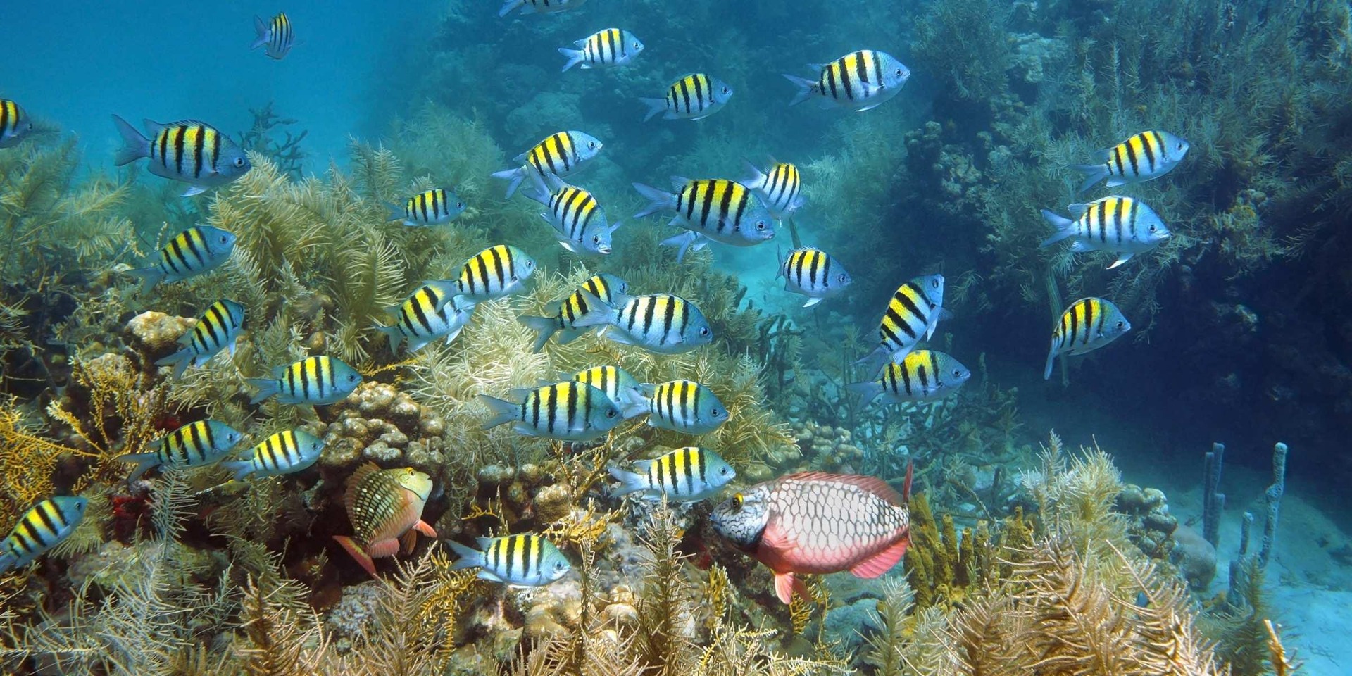 Plongée île Maurice