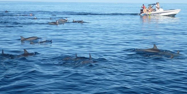 dauphin ile maurice